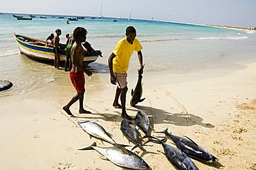 Fisherman bringing catch onto beach at Santa Maria on the island of Sal (Salt), Cape Verde Islands, Atlantic Ocean, Africa