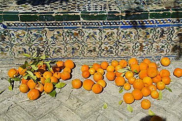 Ripe oranges removed from trees in the gardens of the Real Alcazar, Santa Cruz district, Seville, Andalusia (Andalucia), Spain, Europe