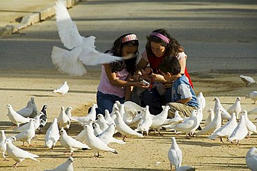 Pigeons at Plaza de America, Parque Maria Luisa, Seville, Andalusia, Spain, Europe