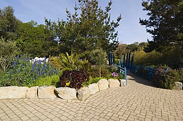 The Abbey Gardens, Tresco, Isles of Scilly, off Cornwall, United Kingdom, Europe