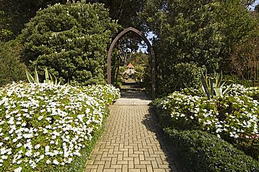 The Abbey Gardens, Tresco, Isles of Scilly, off Cornwall, United Kingdom, Europe