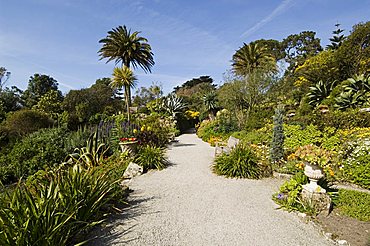 The Abbey Gardens, Tresco, Isles of Scilly, off Cornwall, United Kingdom, Europe