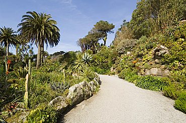 The Abbey Gardens, Tresco, Isles of Scilly, off Cornwall, United Kingdom, Europe