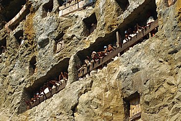 Lemo cliff tombs, Toraja area, Sulawesi, Indonesia, Southeast Asia, Asia