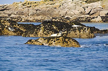 Seals, Eastern Rocks, Isles of Scilly, off Cornwall, United Kingdom, Europe