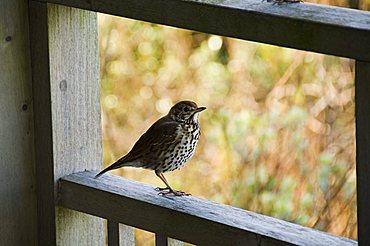 Thrush, Bryer (Bryher), Isles of Scilly, off Cornwall, United Kingdom, Europe 