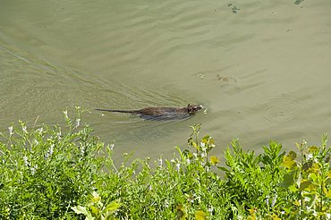 Otter, River Arno, Florence (Firenze), Tuscany, Italy, Europe