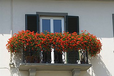 Panzano, near Greve, Chianti, Tuscany, Italy, Europe