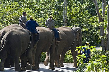 Elephants at the Anantara Golden Triangle Resort, Sop Ruak, Golden Triangle, Thailand, Southeast Asia, Asia