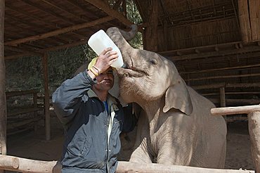 Elephant at the Anantara Golden Triangle Resort, Sop Ruak, Golden Triangle, Thailand, Southeast Asia, Asia