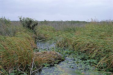 Anhinga trail, Everglades National Park, UNESCO World Heritage Site, Florida, United States of America (U.S.A.), North America