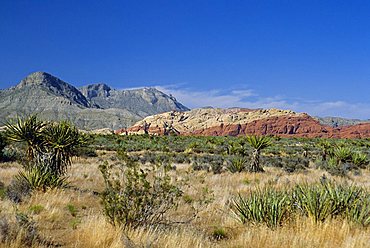 Red Rock Canyon, Spring Mountains, 15 miles west of Las Vegas in the Mojave Desert, Nevada, USA