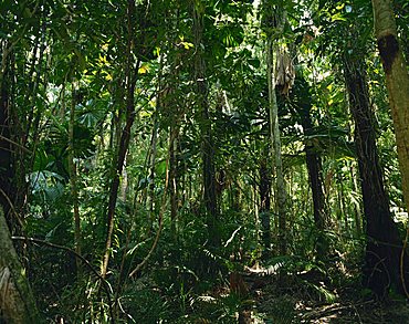 The Daintree rainforest in Cape Tribulation National Park, Queensland, Australia, Pacific