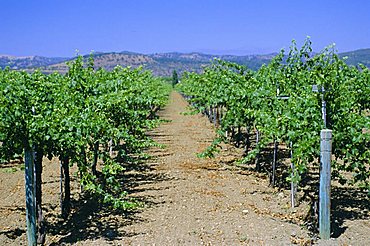 Vineyard, Napa Valley, California, USA