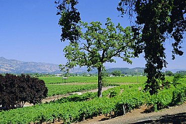 Wine country in the Napa Valley, California, USA, North America