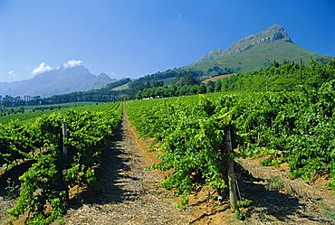 Cape Winelands near Stellenbosch, South Africa