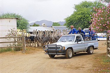 Ostrich farm in Oudtshoorn, Little Karoo, South Affrica