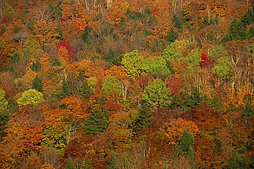 Aerial view of woodland or forest with trees in fall (autumn) colours in New England, United States of America, North America