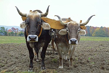 Close-up of two oxen pulling a plough in a Shaker village where traditional farming methods are used, at Hancock, Massachusetts, New England, USA