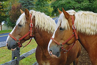 Two horses near Jackson, New Hampshire, New England, USA