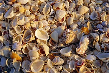Sanibel Island, famous for the millions of shells that wash up on its beaches, Florida, USA