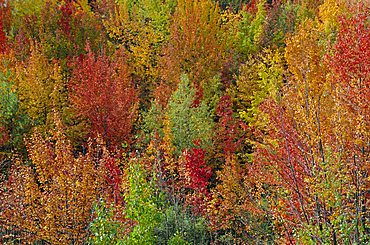 White Mountains Natioinal Forest in fall, near North Conway, New Hampshire, USA