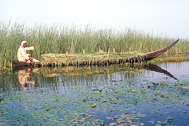 Man gathering reeds, Mashuf boat, Marshes, Iraq, Middle East