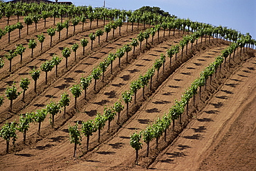 Vineyard, Napa Valley, California, United States of America, North America