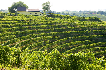 Jeruzalem vineyards, Mura (Pomurje), Slovenia, Europe