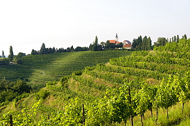 Jeruzalem vineyards, Mura (Pomurje), Slovenia, Europe