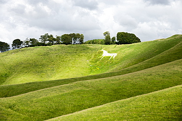 White horse, the Cherhill Downs, Wiltshire, England, United Kingdom, Europe