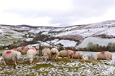 Sheep feed on high moorland in a wintry landscape in Powys, Wales, United Kingdom, Europe