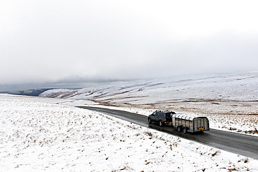 A four wheel drive vehicle and trailer with sheep negotiates a road through a wintry landscape in the Elan Valley area in Powys, Wales, United Kingdom, Europe