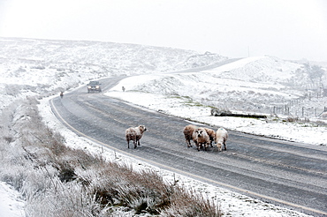 Sheep in a wintry landscape on the Mynydd Epynt moorland, Powys, Wales, United Kingdom, Europe