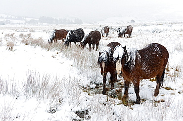 A wintry landscape on the Mynydd Epynt moorland, Powys, Wales, United Kingdom, Europe