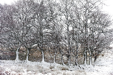 A wintry landscape on the Mynydd Epynt moorland, Powys, Wales, United Kingdom, Europe