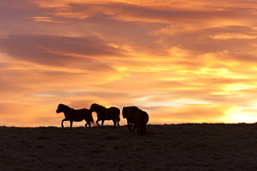 Welsh ponies silhouetted against the dawn sky on the Mynydd Epynt high moorland, Powys, Wales, United Kingdom, Europe