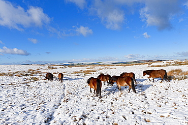 Ponies forage for food in the snow on the Mynydd Epynt moorland, Powys, Wales, United Kingdom, Europe