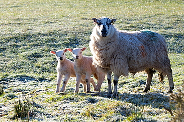 Ewes and lambs at springtime on the Mynydd Epynt range, Powys, Wales, United Kingdom, Europe