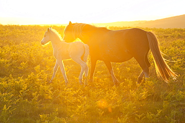 Welsh ponies and foals on the Mynydd Epynt moorland, Powys, Wales, United Kingdom, Europe