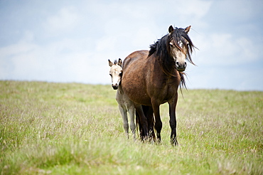 Welsh ponies and foals on the Mynydd Epynt moorland, Powys, Wales, United Kingdom, Europe