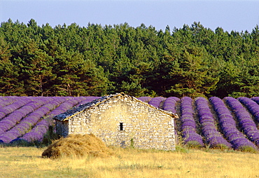 Stone building in lavender field, Plateau de Sault, Haute Provence, Provence, France, Europe