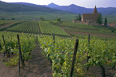 Vineyards, Hunawihr, Alsace, France, Europe