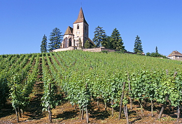 Vineyards and Christian church, Hunawihr, Alsace, France, Europe