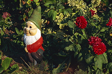 Close-up of a garden gnome outdoors beside a red dahlia in flower