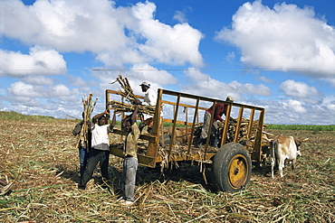 Sugar cane harvest, south coast, Dominican Republic, West Indies, Caribbean, Central America