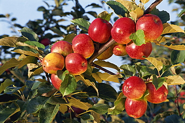 Frequin Rouge cider apples, Normandie, France, Europe