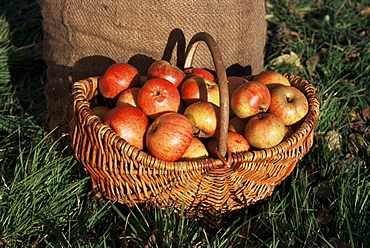 Basket of cider apples, Pays d'Auge, Normandie (Normandy), France, Europe