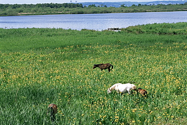 Horses in springtime, Marais Vernier, Haute Normandie (Normandy), France, Europe