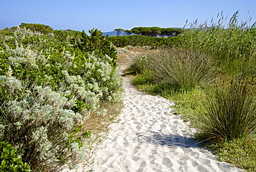 Sandy path to the beach, scrub plants and pine trees in the background, Costa degli Oleandri, near Ottiolu harbour, Sardinia, Italy, Mediterranean, Europe